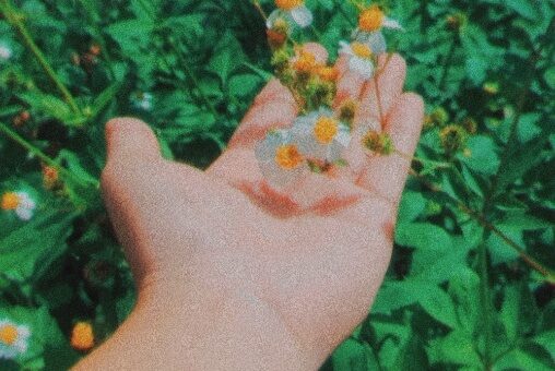 Job 14:2 “They spring up like flowers and wither away; like fleeting