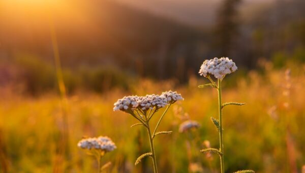 How to Flourish Like David: 5 Keys to Spiritual Growth
